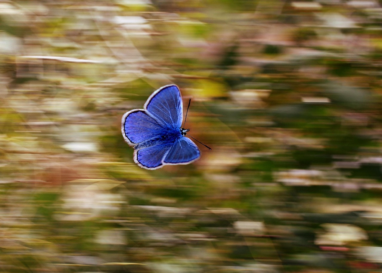 butterfly-2837589_1280